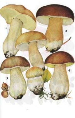 Белый гриб берёзовый.2. Белый гриб сосновый.3.Белый гриб дубовый.4.Белый гриб еловый 