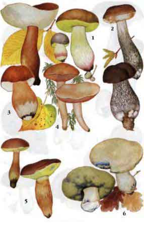 Полубелый гриб Подберезовик обыкновенный Каштановый гриб Козляк Польский гриб Синяк 