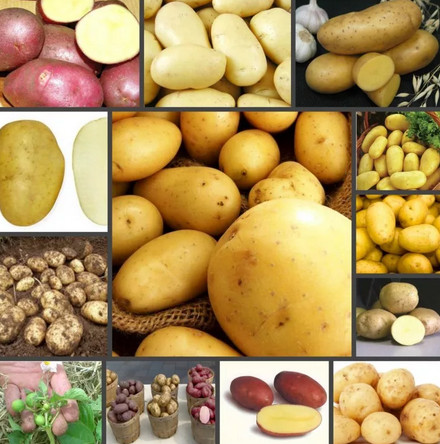 Какие семена картофеля лучше